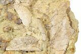 Fossil Dinosaur Bones and Tendons in Sandstone - Wyoming #370615-1
